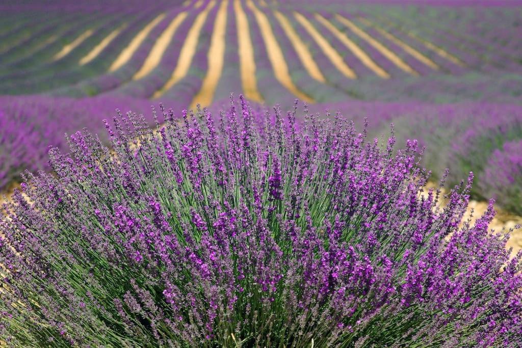 Saint-Rémy-de-Provence Impression Du Sud Gite 1 מראה חיצוני תמונה